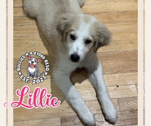 Lillie - Female Great Pyrenees-Unknown Mix Dog for Adoption - Photo #2
