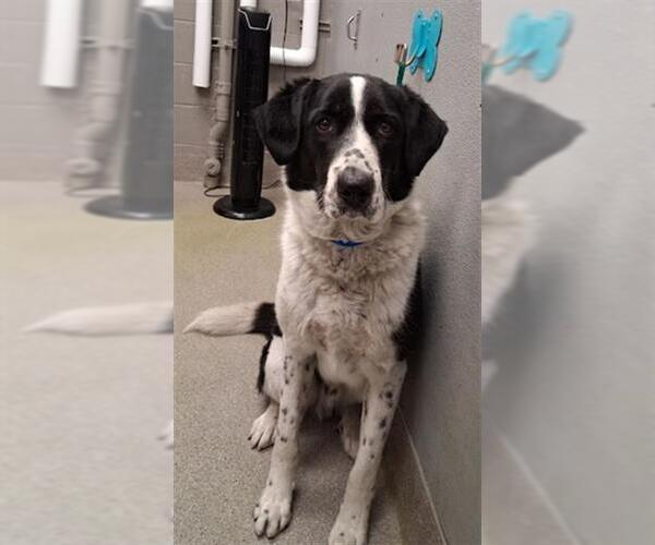 Medium Photo #1 Pointer-Unknown Mix Puppy For Sale in Las Vegas, NV, USA