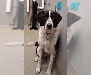 Pointer-Unknown Mix Dogs for adoption in Las Vegas, NV, USA