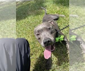 Mutt Dogs for adoption in Houston, TX, USA