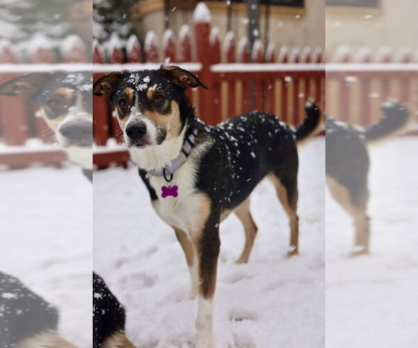 Medium Photo #8 Australian Shepherd-Unknown Mix Puppy For Sale in Plymouth, MN, USA