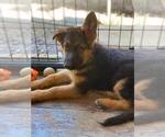 Small Photo #12 German Shepherd Dog Puppy For Sale in RIO LINDA, CA, USA