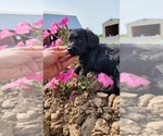 Small #6 Doxle-Poodle (Toy) Mix