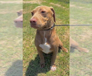 Bulldog-Labrador Retriever Mix Dogs for adoption in Tarrytown, GA, USA