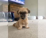 Small #3 Shih Tzu