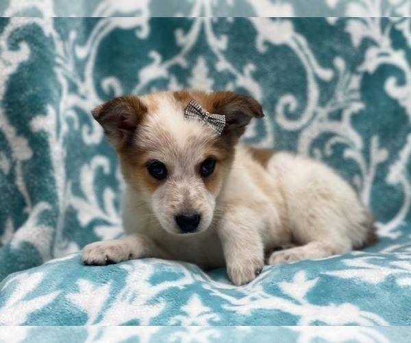 Medium Photo #8 Texas Heeler Puppy For Sale in LAKELAND, FL, USA