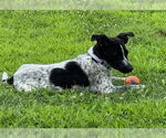 Small #1 Mutt