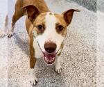 Small #2 American Staffordshire Terrier Mix