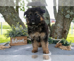 Small Photo #10 German Shepherd Dog Puppy For Sale in SALEM, IN, USA