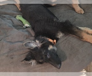German Shepherd Dog Puppy for sale in MECHANICSVILLE, VA, USA