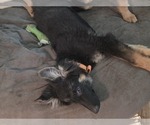 Image preview for Ad Listing. Nickname: Poodle