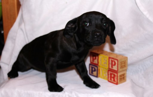 Medium Photo #2 Chilier-Chipin Mix Puppy For Sale in MOUNT VERNON, OR, USA