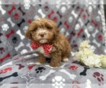 Small #1 Shih-Poo