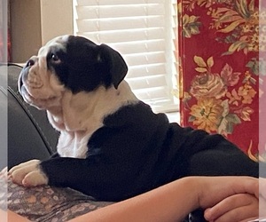 Bulldog Puppy for sale in PRINCETON, KY, USA