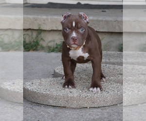 American Bully Puppy for sale in CHAMPAIGN, IL, USA