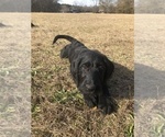 Small Photo #16 Labradoodle Puppy For Sale in ROBERTA, GA, USA