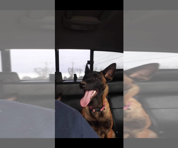 Medium Photo #1 Mutt Puppy For Sale in Imlay City, MI, USA