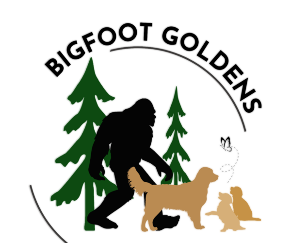 Medium Photo #8 Golden Retriever Puppy For Sale in AUMSVILLE, OR, USA