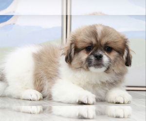 Zuchon Puppy for sale in MARIETTA, GA, USA