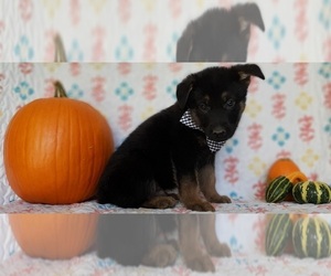 German Shepherd Dog Puppy for sale in LANCASTER, PA, USA