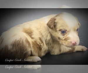 Miniature Australian Shepherd Puppy for sale in SMITHVILLE, AR, USA