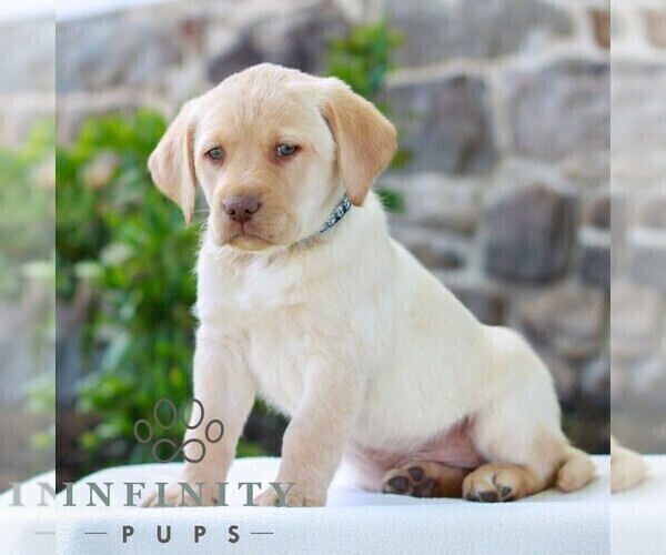 Medium Photo #3 Labrador Retriever Puppy For Sale in MORGANTOWN, PA, USA