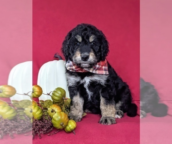 Medium Photo #2 Aussiedoodle Puppy For Sale in OXFORD, PA, USA