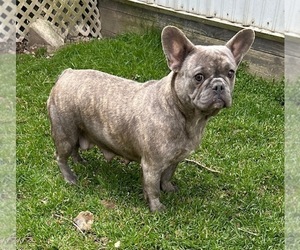 Mother of the French Bulldog puppies born on 02/06/2024