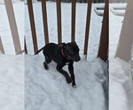 Small #1 Mutt