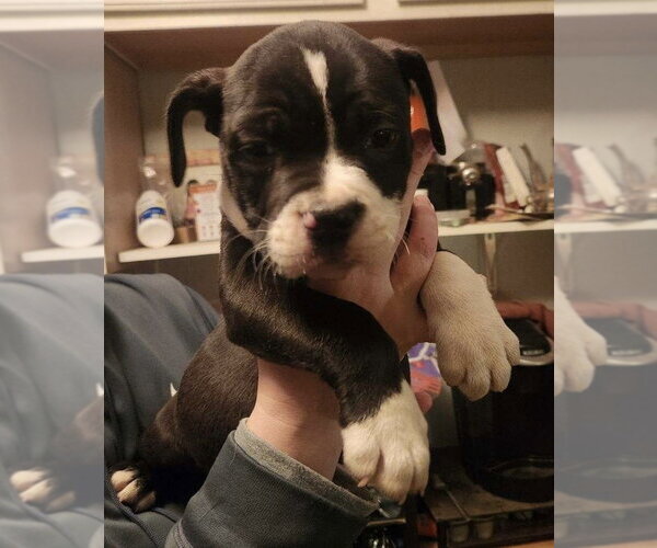 Medium Photo #2 American Pit Bull Terrier Puppy For Sale in Aurora, IN, USA