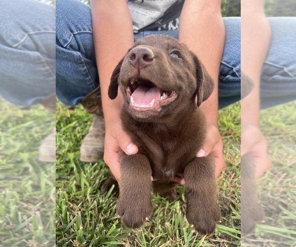 Medium Photo #1 Labrador Retriever Puppy For Sale in ARAGON, GA, USA