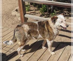 Mutt Dogs for adoption in Incline Village, NV, USA