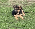 Small Photo #2 German Shepherd Dog Puppy For Sale in POTTSVILLE, AR, USA