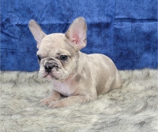 Medium Photo #13 French Bulldog Puppy For Sale in BLAKESBURG, IA, USA
