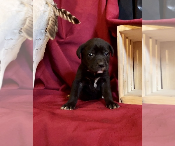 Medium Photo #25 Cane Corso Puppy For Sale in LAKE EUFAULA, OK, USA