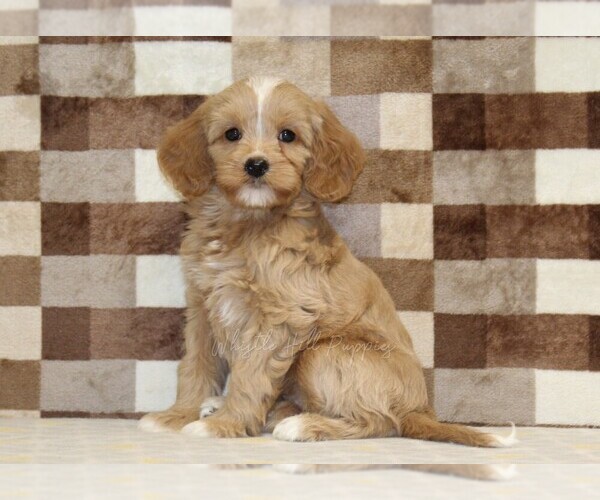Medium Photo #1 Bernedoodle (Miniature)-Cavapoo (Miniature) Mix Puppy For Sale in DENVER, PA, USA