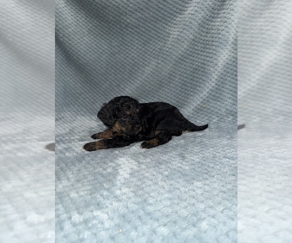 Medium Photo #34 Cavapoo mix (+ Poodle Miniature) Puppy For Sale in MUNFORDVILLE, KY, USA