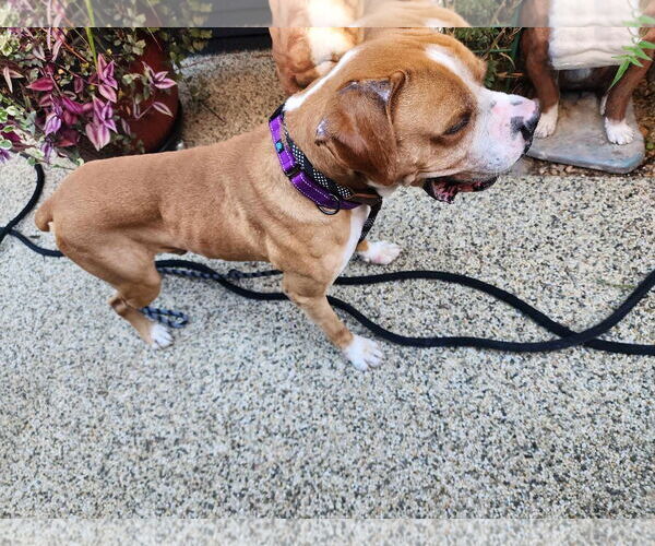 Medium Photo #3 Boxer-Unknown Mix Puppy For Sale in Costa Mesa , CA, USA