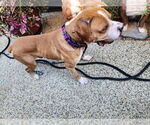 Small #2 Boxer Mix