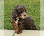 Small Photo #6 Cockapoo-Poodle (Miniature) Mix Puppy For Sale in GAP, PA, USA