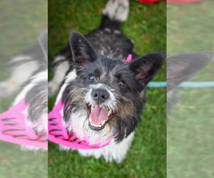 Cairn Terrier-Unknown Mix Dogs for adoption in Newport Beach, CA, USA