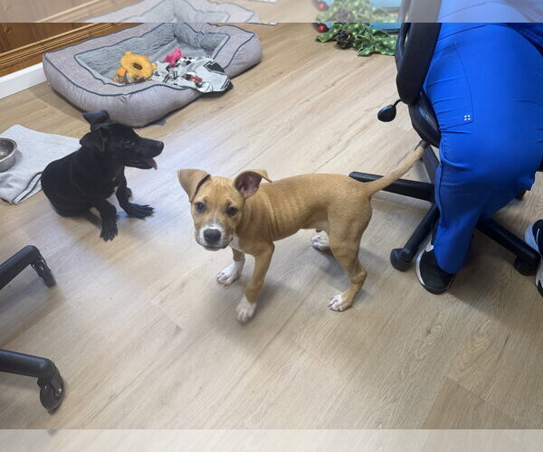 Medium Photo #3 Boxer-Unknown Mix Puppy For Sale in Raleigh, NC, USA
