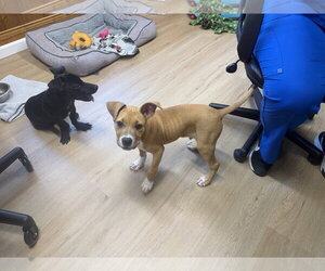 Keylime Colada - Male Boxer-Unknown Mix Dog for Adoption - Photo #3
