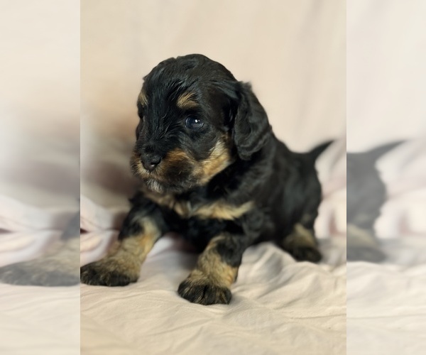 Medium Photo #2 Bernedoodle (Miniature) Puppy For Sale in LONGMONT, CO, USA