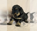 Venice - Female Bernedoodle (Miniature) Puppy for Sale - Photo #2