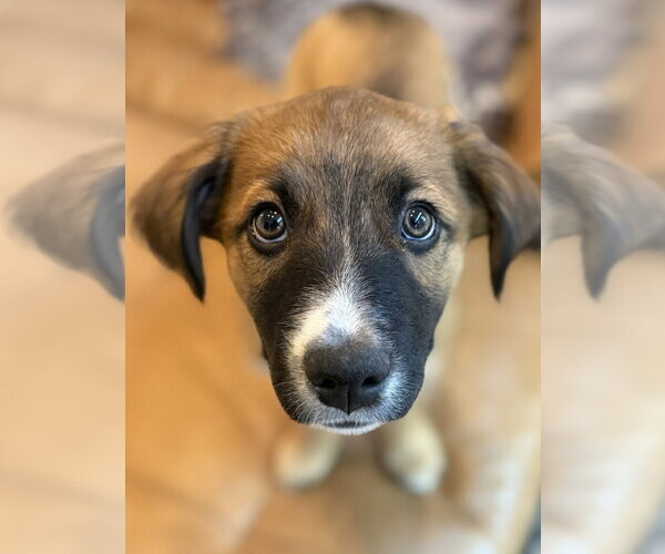 Medium Photo #4 Mutt Puppy For Sale in Sandy, UT, USA