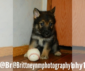 German Shepherd Dog-Siberian Husky Mix Puppy for sale in MULBERRY, FL, USA