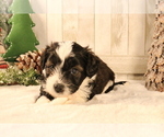 Small Photo #9 Aussiedoodle Miniature  Puppy For Sale in STAFFORD, VA, USA