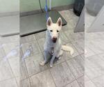 TINKERBELL - Female Siberian Husky-Unknown Mix Dog for Adoption - Small photo