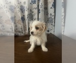 Small #16 Morkie